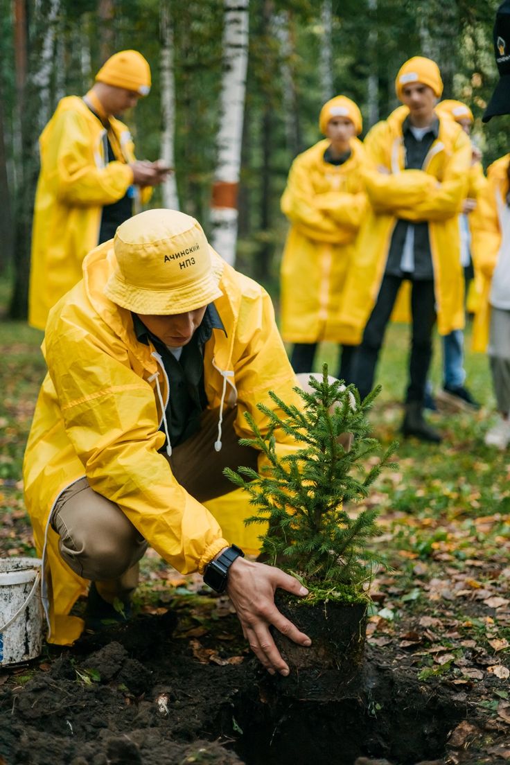 Reforestation Efforts